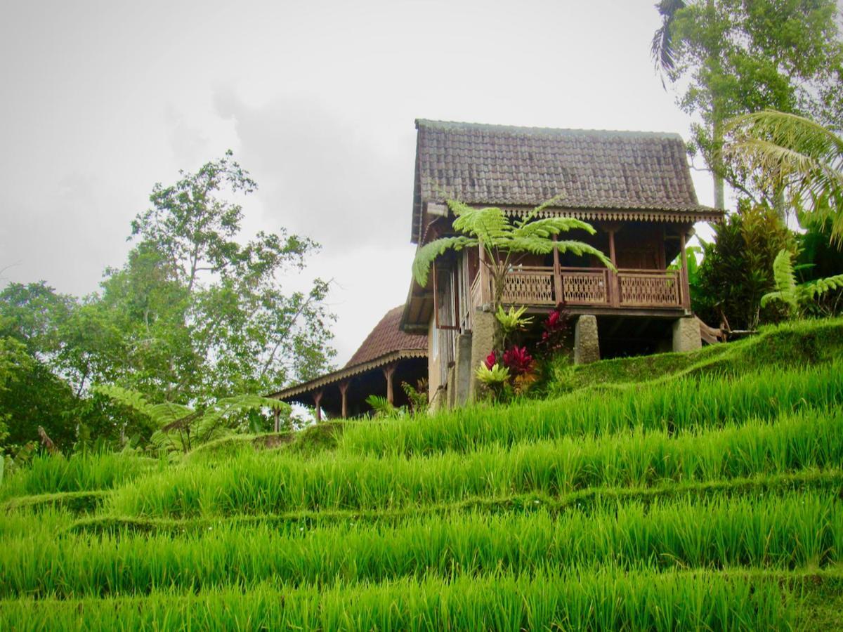D'Ume Bendoel Homestay ジャティルウィ エクステリア 写真