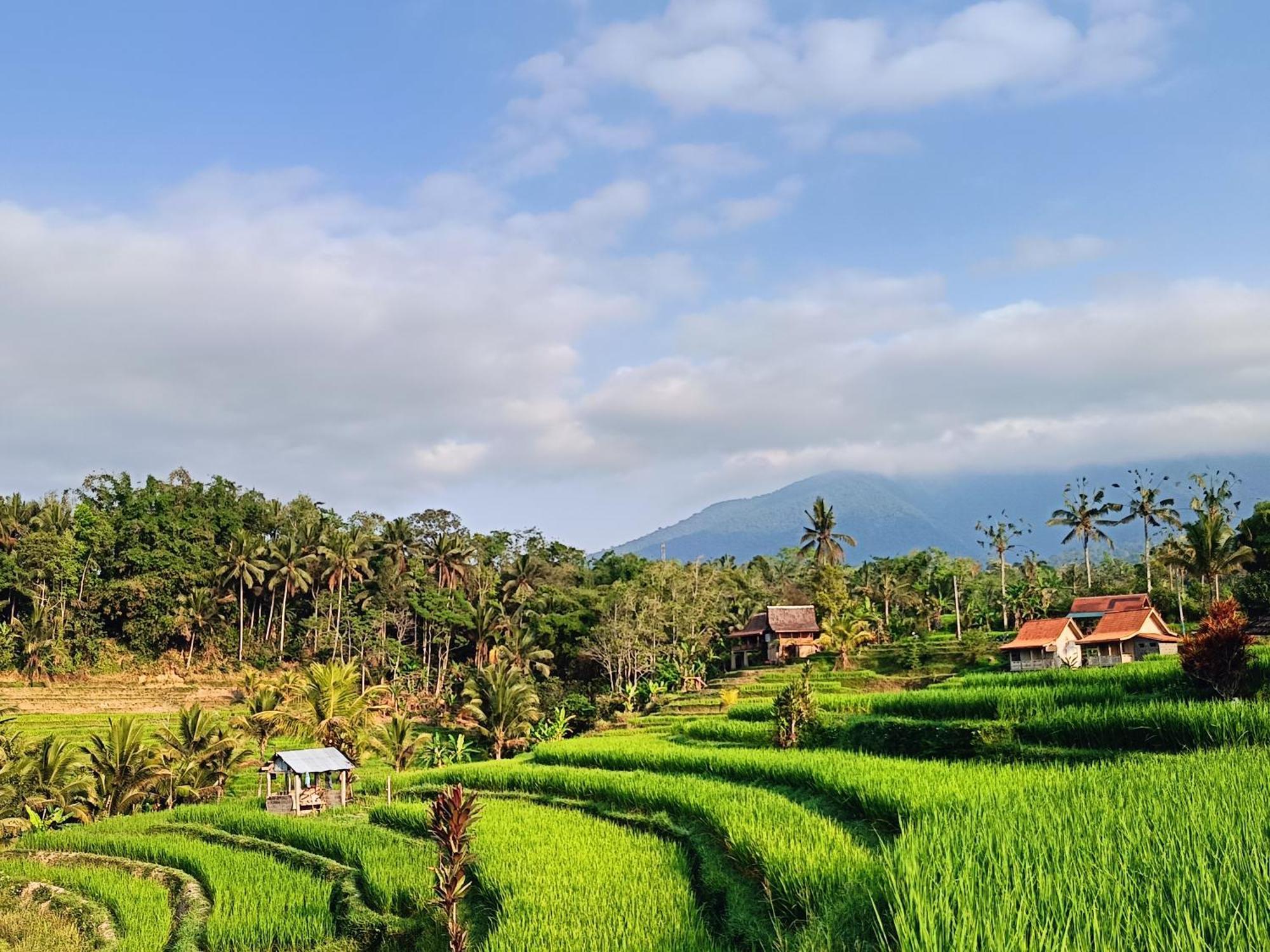 D'Ume Bendoel Homestay ジャティルウィ エクステリア 写真