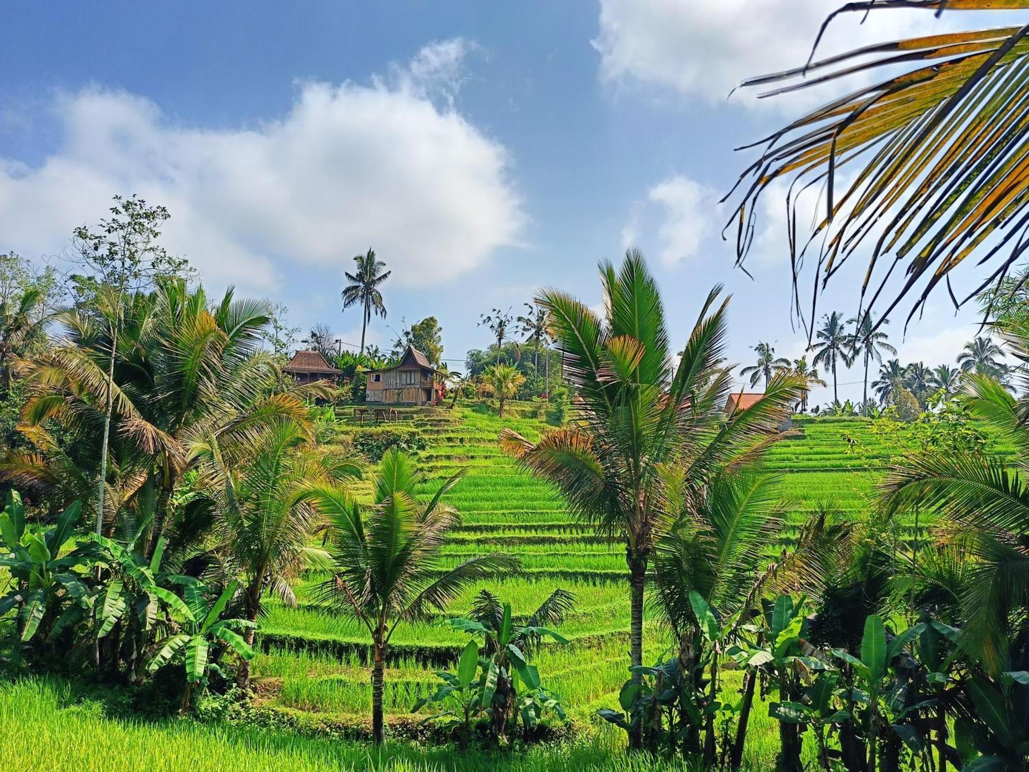 D'Ume Bendoel Homestay ジャティルウィ エクステリア 写真