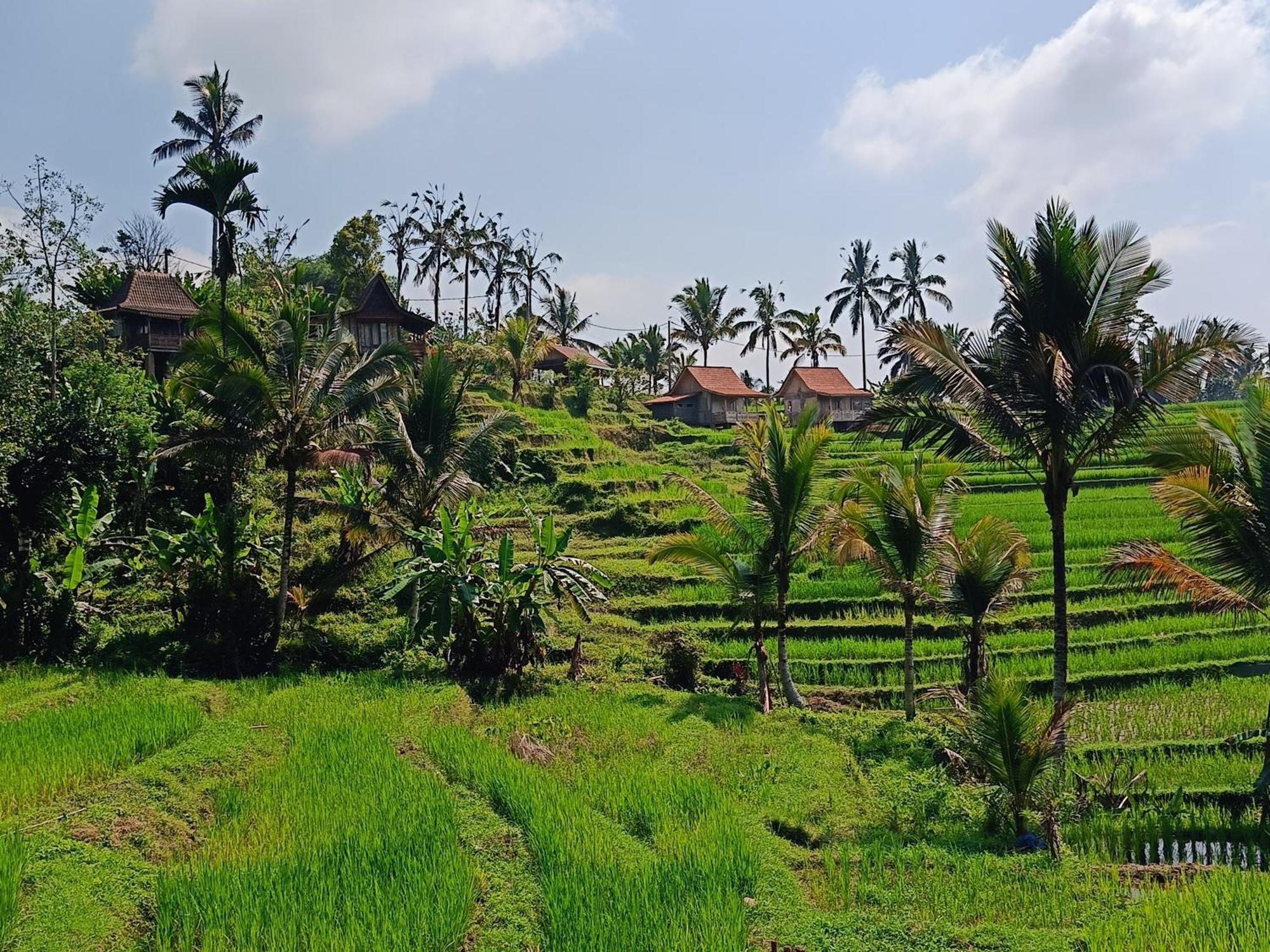 D'Ume Bendoel Homestay ジャティルウィ エクステリア 写真