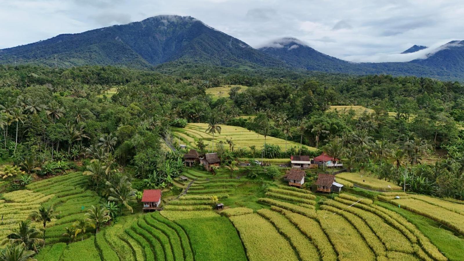 D'Ume Bendoel Homestay ジャティルウィ エクステリア 写真